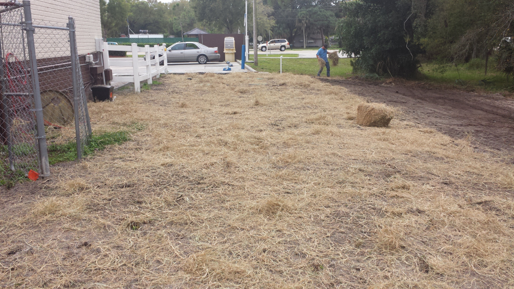 Drainfield Cover with Seed and Hay